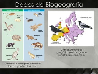 Dados da Biogeografia




                                        Gralhas. Distribuição
                                     geográfica próxima, grande
                                      semelhança anatómica.


Mamíferos e marsupiais. Diferentes
  formas, grandes distâncias.
 