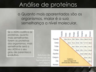 Análise de proteínas
        o Quanto mais aparentados são os
          organismos, maior é a sua
          semelhança a nível molecular.

Se o ADN codifica as
proteínas, quanto
mais semelhantes
forem as proteínas
dos organismos, mais
semelhante será o
seu ADN e o seu
grau de parentesco
evolutivo.              Estrutura da
                        molécula de
                       hemoglobina
                         em alguns
                        vertebrados
 