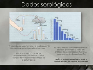 Dados sorológicos




A injecção de soro humano no coelho permite
obter anti-corpos anti-proteínas humanas.     Quanto maior a complementaridade
                                                entre as proteínas nos soros em
                                              análise e os anticorpos anti-humano,
       O soro contendo anticorpos              maior a reacção de aglutinação.
    anti-humano é adicionado a soros
   obtidos de outros animais e mede-se
             a aglutinação.                    Maior o grau de parentesco entre o
                                              animal do soro em análise e o homem.
 