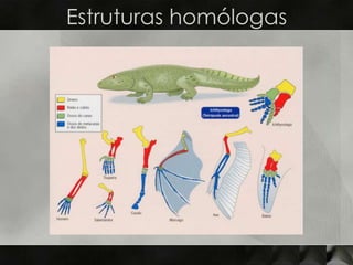 Estruturas homólogas
 