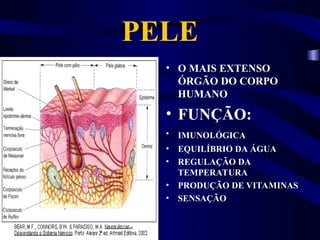 PELE
• O MAIS EXTENSO
ÓRGÃO DO CORPO
HUMANO
• FUNÇÃO:
• IMUNOLÓGICA
• EQUILÍBRIO DA ÁGUA
• REGULAÇÃO DA
TEMPERATURA
• PRODUÇÃO DE VITAMINAS
• SENSAÇÃO
 