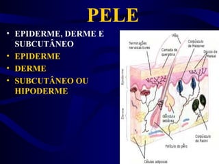 PELE
• EPIDERME, DERME E
SUBCUTÂNEO
• EPIDERME
• DERME
• SUBCUTÂNEO OU
HIPODERME
 