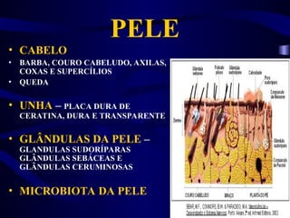 PELE
• CABELO
• BARBA, COURO CABELUDO, AXILAS,
COXAS E SUPERCÍLIOS
• QUEDA
• UNHA – PLACA DURA DE
CERATINA, DURA E TRANSPARENTE
• GLÂNDULAS DA PELE –
GLANDULAS SUDORÍPARAS
GLÂNDULAS SEBÁCEAS E
GLÂNDULAS CERUMINOSAS
• MICROBIOTA DA PELE
 