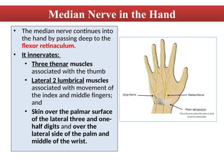 9-Axillary & Median Nerves[Replica].ppt nursing | PPT