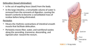 Defecation (bowel elimination)
• Is the act of expelling feces (stool) from the body.
• In the large intestine, a remarkable volume of water is
removed from the remnants of digestion, causing the
bowel’s contents to become a consolidated mass of
residue before being eliminated.
Peristalsis
• Means the rhythmic contractions of intestinal smooth
muscle that facilitate defecation.
• Peristalsis moves fiber, water, and nutritional wastes
along the ascending, transverse, descending, and
sigmoid colon toward the rectum.
 