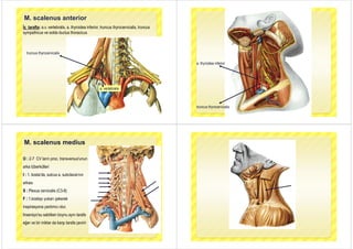 M. scalenus anterior
İç tarafta: a.v. vertebralis, a. thyroidea inferior, truncus thyrocervicalis, truncus
sympathicus ve solda ductus thoracicus
truncus thyrocervicalis
a. vertebralisa. vertebralis
th id i f ia. thyroidea inferior
truncus thyrocervicalis
M. scalenus medius
O : 2-7 CV ların proc transversus'ununO : 2 7 CV ların proc. transversus unun
arka tüberkülleri
I 1 k t ’d l b l i ‘I : 1. kosta’da, sulcus a. subclavia‘nın
arkası
S : Plexus cervicalis (C3-8)
F : 1.kostayı yukarı çekereky y ç
inspirasyona yardımcı olur.
Insersiyo'su sabitken boynu aynı tarafaInsersiyo'su sabitken boynu aynı tarafa
eğer ve bir miktar da karşı tarafa çevirir
 