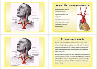 A. carotis communis sinistra
Manubrium sterni’nin arka - orta
A. carotis communis sinistra
Manubrium sterni nin arka orta
noktası hizasında ayrılır.
Sağ taraftakinden daha uzun
seyir gösterir.seyir gösterir.
Cartilago thyroidea’nın üst kenarı
seviyesinde a. carotis interna ve
a. carotis externa denilen uçç
dallarına ayrılırlar.
A. carotis communis
A. carotis communis’in bifurkasyon noktasında bulunan 2x5 mm, kırmızı -
kahve renkli oluşuma glomus caroticum adı verilir. Bu da IX. kranial sinirle
uyarılan bir kemoreseptördür. CO2 artışına ve O2 azlığına duyarlıdır. Düşük2 2
oksijen veya yüksek karbondioksit konsantrasyonunda uyarılır ve solunum
refleksi devreye girer
A.carotis interna’nın başlangıcındaki sinus caroticus’ta reseptörler bulunur ve
refleksi devreye girer.
bu baroreseptörlerin oluşturduğu impulslar n. glossopharyngeus’un dalları ile
bulbus’taki dolaşım merkezine götürülür. Kan basıncı yükselmelerinde refleksş g y
olarak kalp atımını yavaşlatır ve arteriollerde vazodilatasyona sebep olarak
tansiyonu düşürürtansiyonu düşürür.
 