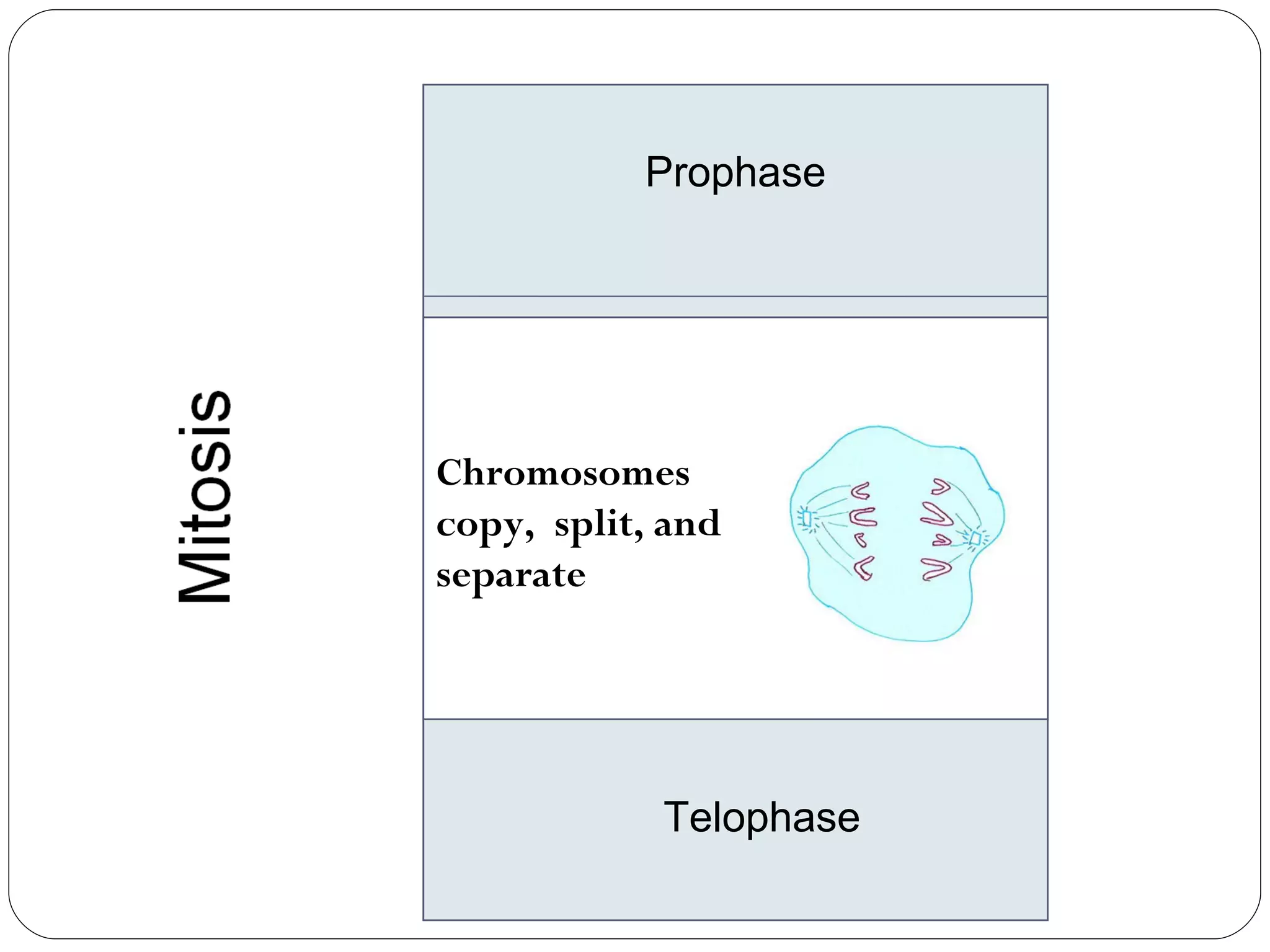 Prophase Metaphase Anaphase Telophase Chromosomes  copy,  split, and  separate 
