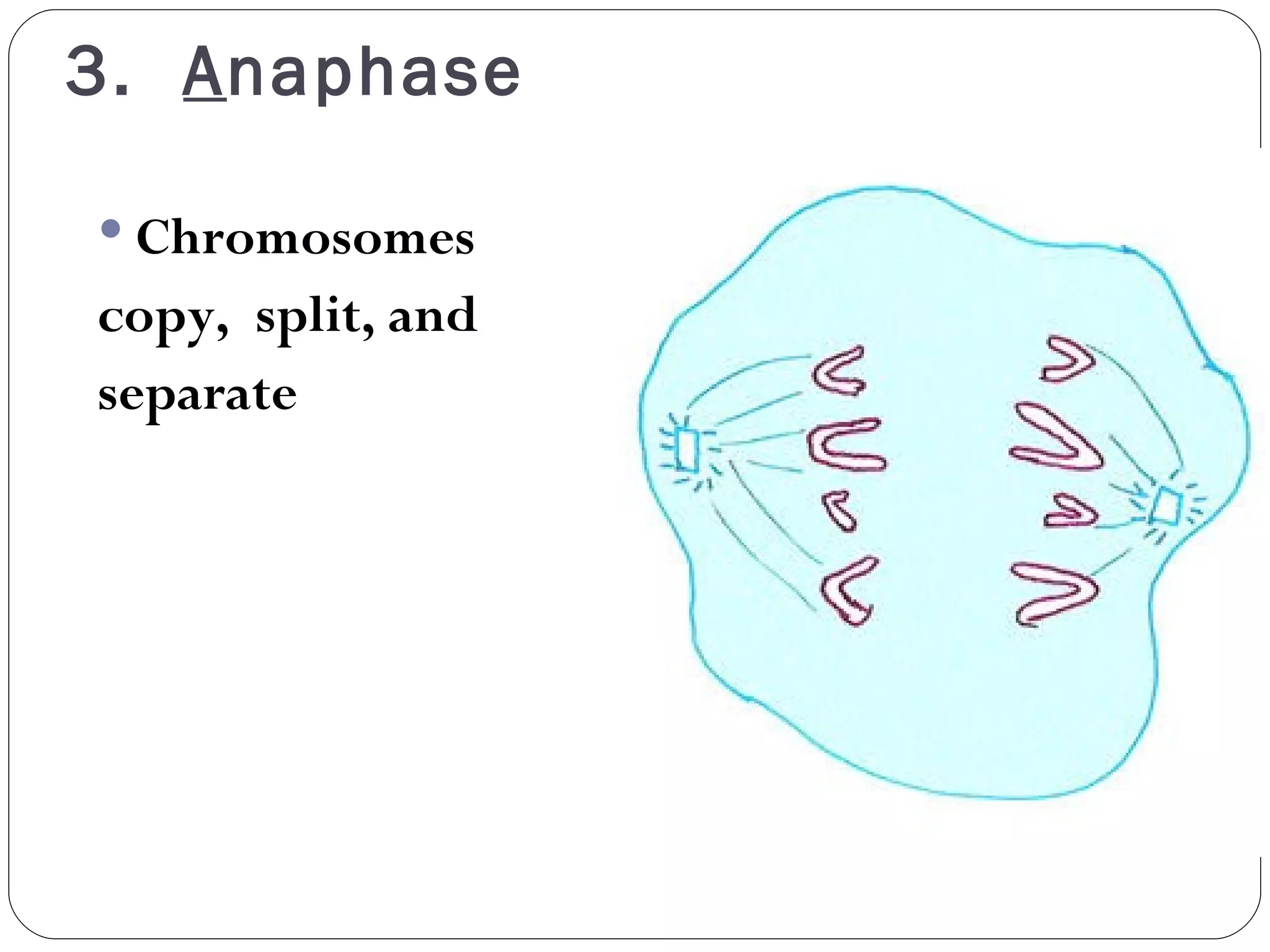3.  A naphase Chromosomes  copy,  split, and  separate 