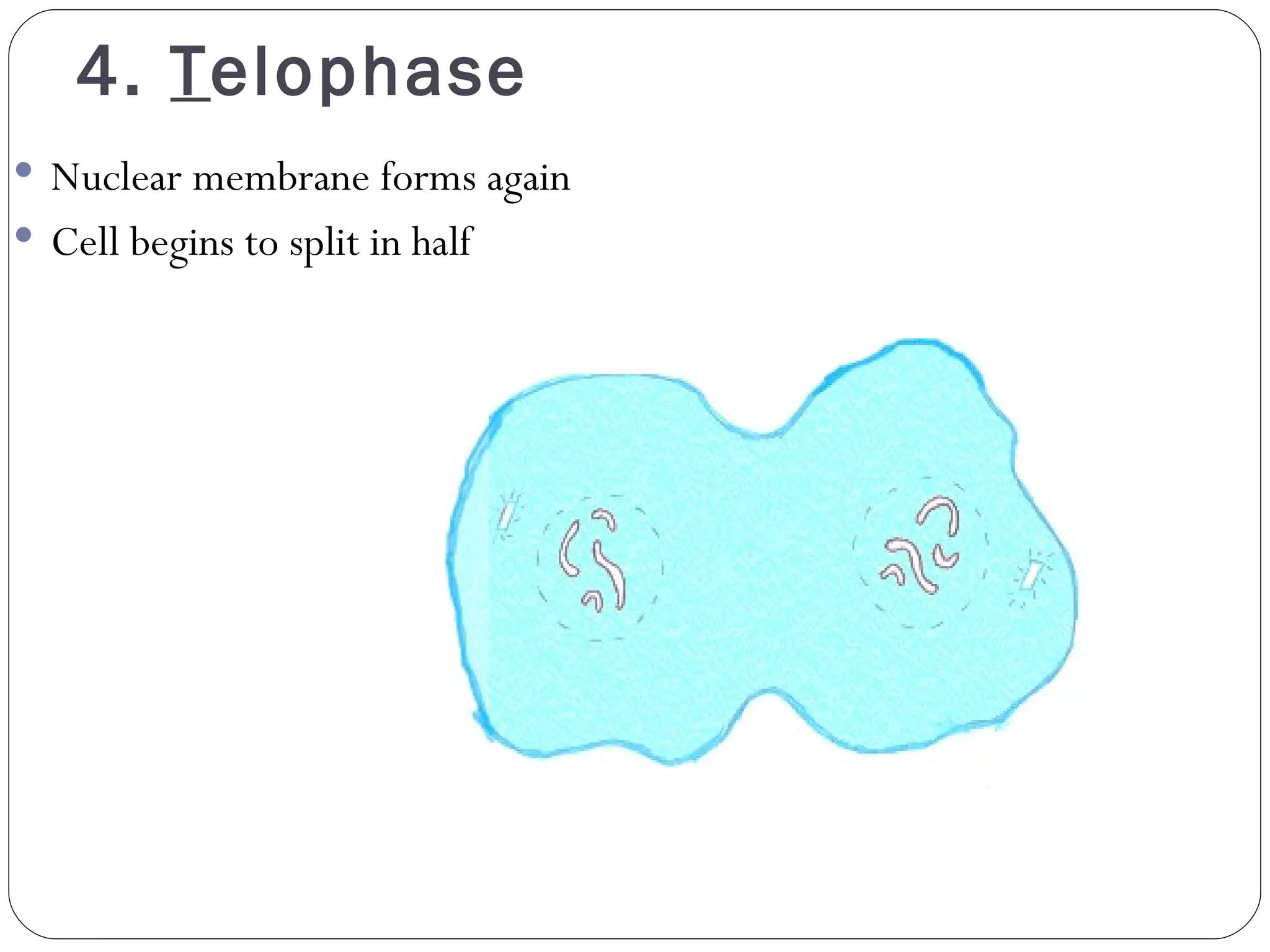 4.  T elophase Nuclear membrane forms again Cell begins to split in half 