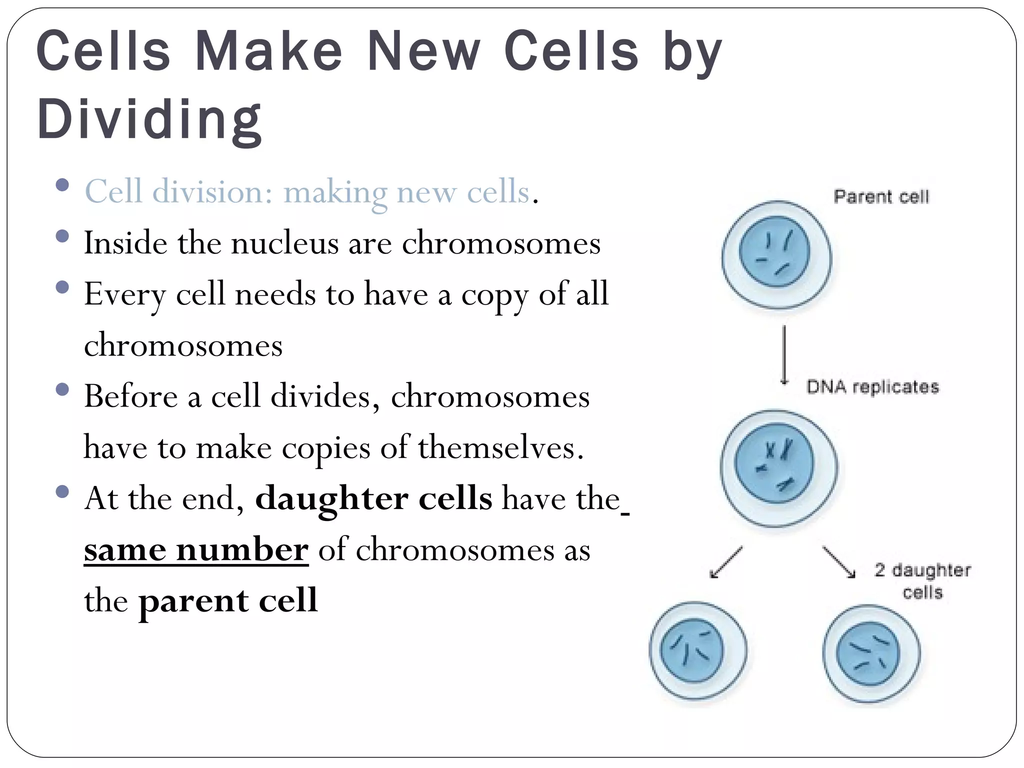 Cells Make New Cells by Dividing Cell division: making new cells . Inside the nucleus are chromosomes Every cell needs to have a copy of all  chromosomes  Before a cell divides, chromosomes  have to make copies of themselves. At the end,  daughter cells  have the   same number  of chromosomes as  the  parent cell 
