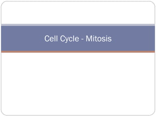 Cell Cycle - Mitosis 
