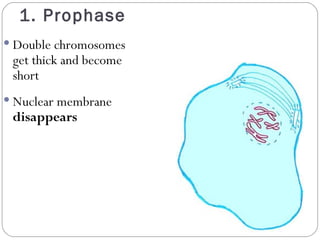 1. Prophase Double chromosomes get thick and become short Nuclear membrane  disappears 