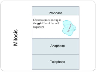 Prophase Metaphase Anaphase Telophase Chromosomes line up in  the  m iddle  of the cell  ( equator ) Chromosomes connect to the  spindle fibers 