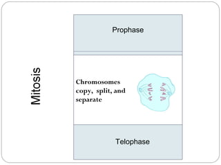 Prophase Metaphase Anaphase Telophase Chromosomes  copy,  split, and  separate 