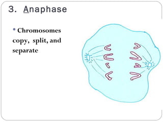 3.  A naphase Chromosomes  copy,  split, and  separate 