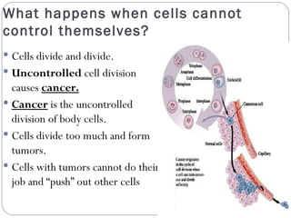 What happens when cells cannot control themselves? Cells divide and divide. Uncontrolled  cell division causes  cancer. Cancer  is the uncontrolled division of body cells.  Cells divide too much and form tumors. Cells with tumors cannot do their job and “push” out other cells 
