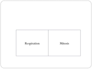 Respiration Mitosis 