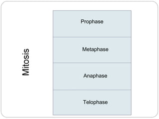 Prophase Metaphase Anaphase Telophase 