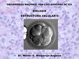 BIOLOGÍA
ESTRUCTURA CELULAR II
Dr. Wilder E. Melgarejo Angeles
UNIVERSIDAD NACIONAL SAN LUIS GONZAGA DE ICA
 