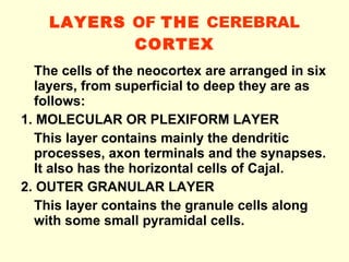 9. cerebral cortex-08-09 | PPT