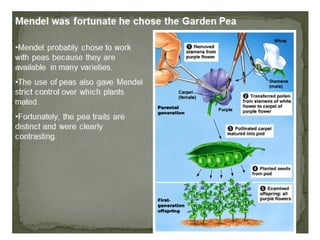 Lecture: Patterns of Inheritance - Mendelian Genetics | PPTX