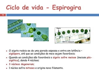 Ciclo de vida - Espirogira
10




     O zigoto rodeia-se de uma parede espessa e entra em latência –
     zigósporo, até que as condições do meio sejam favoráveis;
     Quando as condições são favoráveis o zigoto sofre meiose (meiose pós-
     zigótica), dando 4 núcleos;
     3 núcleos degeneram;
     1 núcleo sofre mitoses e origina novo filamento.
 
