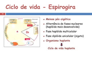Ciclo de vida - Espirogira
11


                    Meiose pós-zigótica
                    Alternância de fases nucleares
                    (haplóide mais desenvolvida)
                    Fase haplóide multicelular
                    Fase diplóide unicelular (zigoto)
                    Organismo haplonte

                     Ciclo de vida haplonte
 