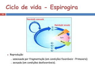Ciclo de vida - Espirogira
12




      Reprodução:
        assexuada por fragmentação (em condições favoráveis – Primavera);
        sexuada (em condições desfavoráveis).
 