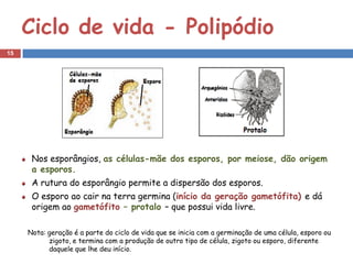 Ciclo de vida - Polipódio
15




      Nos esporângios, as células-mãe dos esporos, por meiose, dão origem
      a esporos.
      A rutura do esporângio permite a dispersão dos esporos.
      O esporo ao cair na terra germina (início da geração gametófita) e dá
      origem ao gametófito – protalo – que possui vida livre.

     Nota: geração é a parte do ciclo de vida que se inicia com a germinação de uma célula, esporo ou
           zigoto, e termina com a produção de outro tipo de célula, zigoto ou esporo, diferente
           daquele que lhe deu início.
 