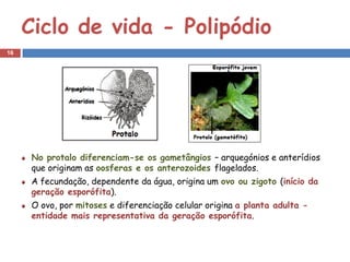 Ciclo de vida - Polipódio
16




      No protalo diferenciam-se os gametângios – arquegónios e anterídios
      que originam as oosferas e os anterozoides flagelados.
      A fecundação, dependente da água, origina um ovo ou zigoto (início da
      geração esporófita).
      O ovo, por mitoses e diferenciação celular origina a planta adulta -
      entidade mais representativa da geração esporófita.
 