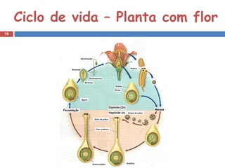 Ciclo de vida – Planta com flor
19




                       M
 