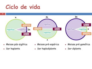 Ciclo de vida
7




    Meiose pós-zigótica   Meiose pré-espórica   Meiose pré-gamética
    Ser haplonte          Ser haplodiplonte     Ser diplonte
 