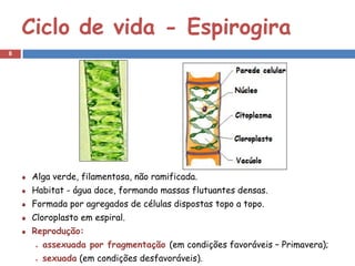 Ciclo de vida - Espirogira
8




    Alga verde, filamentosa, não ramificada.
    Habitat - água doce, formando massas flutuantes densas.
    Formada por agregados de células dispostas topo a topo.
    Cloroplasto em espiral.
    Reprodução:
      assexuada por fragmentação (em condições favoráveis – Primavera);
      sexuada (em condições desfavoráveis).
 