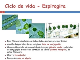 Ciclo de vida - Espirogira
9




    Dois filamentos colocam-se lado a lado e emitem protuberâncias;
    A união das protuberâncias, origina o tubo de conjugação;
    O conteúdo celular de uma célula desloca-se (gâmeta dador) pelo tubo
    de conjugação e une-se ao conteúdo da célula (gâmeta receptor) do
    outro filamento;
    Ocorre fecundação;
    Forma-se o ovo ou zigoto.
 