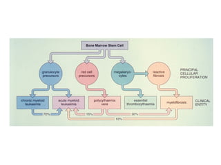 Comprehensive Overview of Chronic Myeloid Leukemia: Pathogenesis ...
