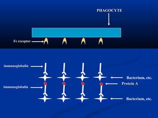 PHAGOCYTEPHAGOCYTE
Fc receptorFc receptor
Protein AProtein A
immunoglobulinimmunoglobulin
Bacterium, etc.
immunoglobulinimmunoglobulin
Bacterium, etc.
 