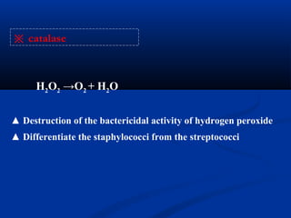H2O2 →O2 + H2O
▲ Destruction of the bactericidal activity of hydrogen peroxide
▲ Differentiate the staphylococci from the streptococci
※ catalase
 