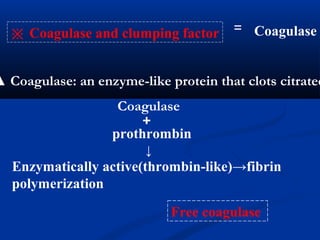 ▲ Coagulase: an enzyme-like protein that clots citrated
Coagulase
prothrombin
＋
Enzymatically active(thrombin-like)→fibrin
polymerization
Free coagulase
※ Coagulase and clumping factor Coagulase＝
↓
 