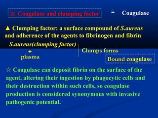 ☆ Coagulase can deposit fibrin on the surface of the
agent, altering their ingestion by phagocytic cells and
their destruction within such cells, so coagulase
production is considered synonymous with invasive
pathogenic potential.
▲ Clumping factor: a surface compound of S.aureus
and adherence of the agents to fibrinogen and fibrin
S.aureus(clumping factor)
＋
plasma
Clumps forms
BoundBound coagulase
※ Coagulase and clumping factor Coagulase＝
 