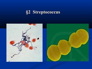 §2 Streptococcus§2 Streptococcus
 