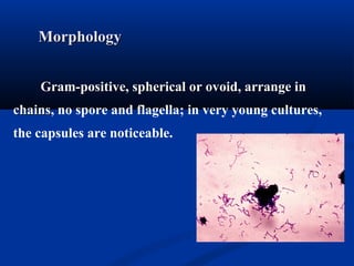 MorphologyMorphology
Gram-positive, spherical or ovoid, arrange inGram-positive, spherical or ovoid, arrange in
chainschains, no spore and flagella; in very young cultures,
the capsules are noticeable.
 