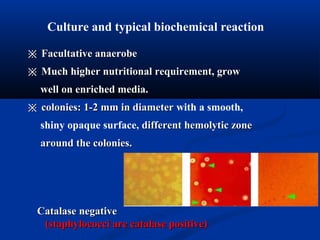 ※※ Facultative anaerobeFacultative anaerobe
※※ Much higher nutritional requirement, growMuch higher nutritional requirement, grow
well on enriched media.well on enriched media.
※※ colonies: 1-2 mm in diametercolonies: 1-2 mm in diameter with a smooth,
shiny opaque surface, different hemolytic zone, different hemolytic zone
around the colonies.around the colonies.
Culture and typical biochemical reaction
CatalaseCatalase negativenegative
(staphylococci are catalase positive)(staphylococci are catalase positive)
 