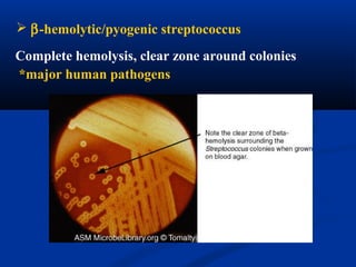  β-hemolytic/pyogenic streptococcus
Complete hemolysis, clear zone around colonies
*major human pathogens
 
