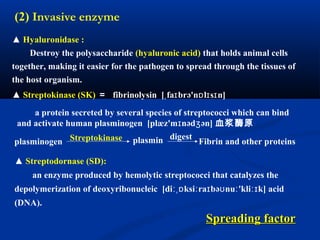 ▲ Hyaluronidase :
Destroy the polysaccharide (hyaluronic acid) that holds animal cells
together, making it easier for the pathogen to spread through the tissues of
the host organism.
(2) Invasive enzyme
▲ Streptokinase (SK) ＝ fibrinolysin [ fa brə'n l s n]ˌ ɪ ɒ ɪ ɪ
▲ Streptodornase (SD):
an enzyme produced by hemolytic streptococci that catalyzes the
depolymerization of deoxyribonucleic [di ksi ra bə nu 'kli k] acidːˌɒ ː ɪ ʊ ː ːɪ
(DNA).
a protein secreted by several species of streptococci which can bind
and activate human plasminogen [plæz'm nəd ən]ɪ ʒ 血浆酶原
plasminogen Streptokinase plasmin digest
Fibrin and other proteins
Spreading factorSpreading factor
 