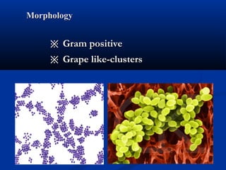 MorphologyMorphology
※※ Gram positiveGram positive
※※ Grape like-clustersGrape like-clusters
 