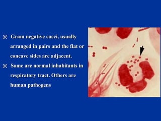 ※※ Gram negative cocci, usuallyGram negative cocci, usually
arranged in pairs and the flat orarranged in pairs and the flat or
concave sides are adjacent.concave sides are adjacent.
※※ Some are normal inhabitants inSome are normal inhabitants in
respiratory tract. Others arerespiratory tract. Others are
human pathogenshuman pathogens
 