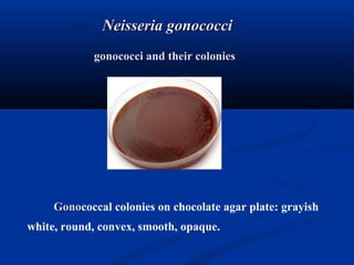 gonococci and their coloniesgonococci and their colonies
Neisseria gonococciNeisseria gonococci
GonoGonococcal colonies on chocolate agar plate: grayish
white, round, convex, smooth, opaque.
 