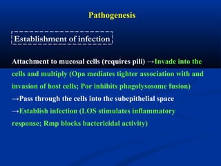 Pathogenesis
Attachment to mucosal cells (requires pili) →Invade into the
cells and multiply (Opa mediates tighter association with and
invasion of host cells; Por inhibits phagolysosome fusion)
→Pass through the cells into the subepithelial space
→Establish infection (LOS stimulates inflammatory
response; Rmp blocks bactericidal activity)
Establishment of infection
 