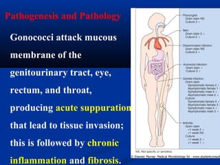 Pathogenesis and Pathology
Gonococci attack mucous
membrane of the
genitourinary tract, eye,
rectum, and throat,
producing acute suppuration
that lead to tissue invasion;
this is followed by chronic
inflammation and fibrosis.
 